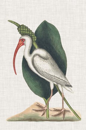 Framed Catesby Heron VI Print