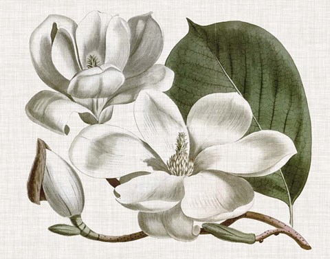 Framed Curtis Magnolia I Print