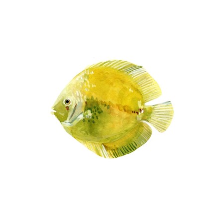 Framed Discus Fish I Print