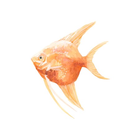 Framed Discus Fish III Print