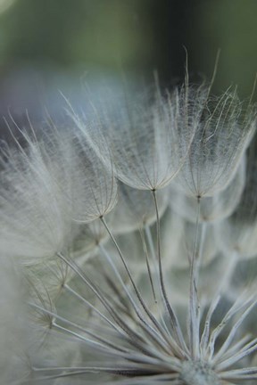 Framed Macro Dandilion VIII Print