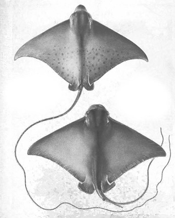 Framed Grey-Scale Stingrays I Print