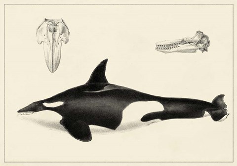 Framed Antique Whale Study I Print