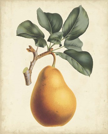 Framed Antique Pear Botanical I Print