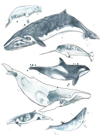 Framed Cetacea I Print