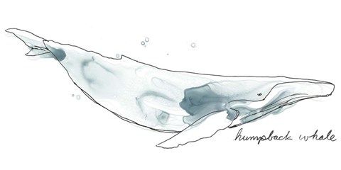 Framed Cetacea Humpback Print