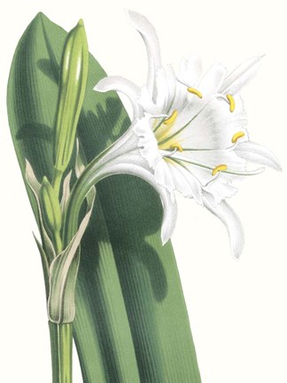 Framed Floral Beauty I Print