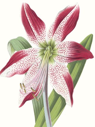 Framed Floral Beauty II Print