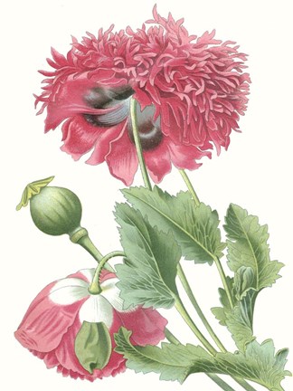 Framed Floral Beauty V Print