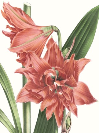 Framed Floral Beauty VII Print