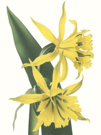 Framed Floral Beauty VIII Print