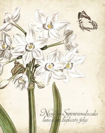 Framed Narcissus Botanique I Print