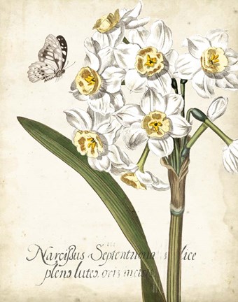 Framed Narcissus Botanique II Print