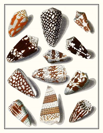 Framed Collected Shells V Print