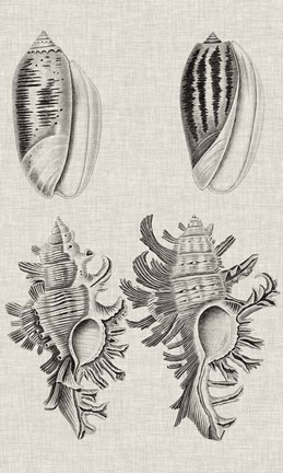 Framed Charcoal &amp; Linen Shells VII Print