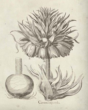 Framed Fresco Crown Imperial II Print