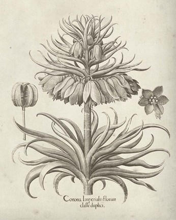 Framed Fresco Crown Imperial III Print