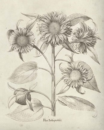 Framed Fresco Sunflower II Print