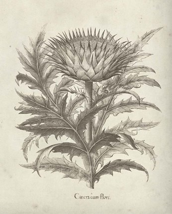 Framed Fresco Artichoke I Print