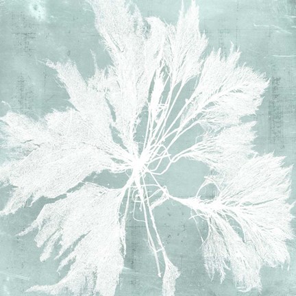 Framed Seaweed on Aqua VI Print