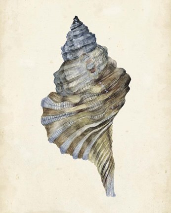 Framed Watercolor Seashell III Print