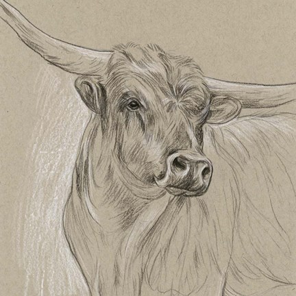 Framed Longhorn Sketch I Print