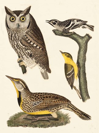 Framed Wilson Owls III Print