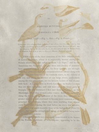 Framed Ornithology Impressions II Print