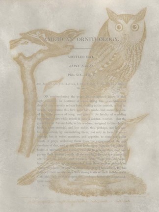 Framed Ornithology Impressions VI Print