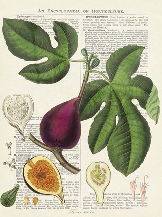 Framed Fruits de Saison, Figues Print