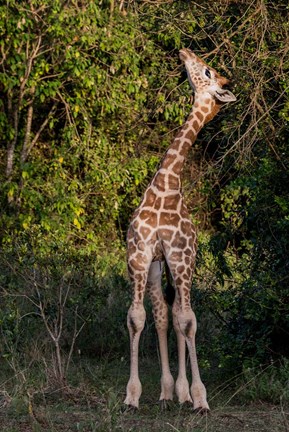 Framed Africa, Kenya, Nairobi, Langata, Hog Ranch Print