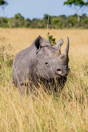 Framed Kenya, Maasai Mara National Reserve, Black Rhinoceros Print