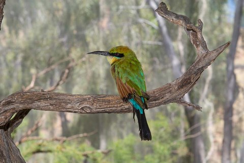 Framed Australia, Alice Springs Alice Springs Desert Park Rainbow Bee-Eater Print