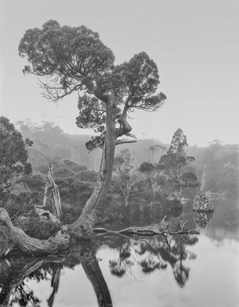 Framed Australia, Tasmania, Cradle Mountain National Park Wombat Pool Print