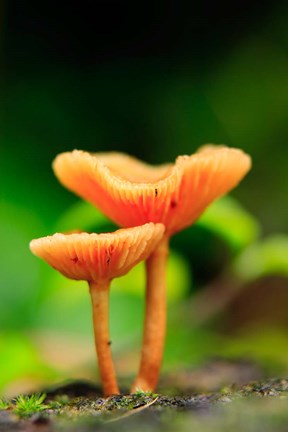 Framed Bright Orange Mushrooms, Queensland Rainforest At Babinda, Australia Print
