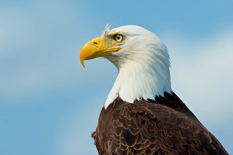 Framed Bald Eagle At Bowron Lake In Bowron Lake Provincial Park, BC Print