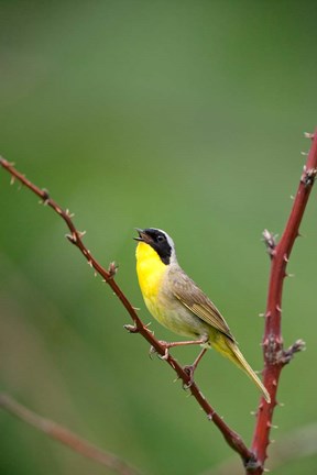 Framed Canada, Quebec, Mount St Bruno Conservation Park Common Yellowthroat Singing Print