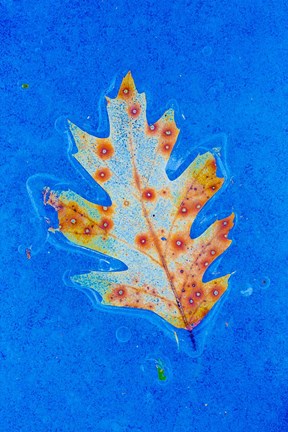 Framed Canada, Quebec, Mount St Bruno Conservation Park Red Oak Leaf Caught In Ice Print
