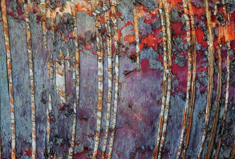 Framed Canada, Quebec, Mount St-Bruno Conservation Park White Birch Root Bark Patterns Print