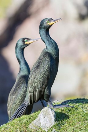 Framed European Shag Or Common Shag On The Shetland Islands In Scotland Print