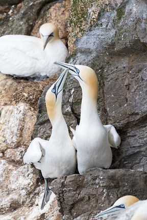Framed Northern Gannet, Hermaness Bird Reserve, Unst Island, Scotland Print