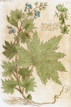 Framed Aconitum Seventeenth-Century Engraving In Bibliotheca Pharmaceutica-Medica Print