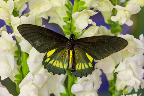 Framed Belus Swallowtail Butterfly On White And Yellow Snapdragon Flower Print