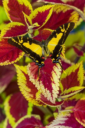 Framed Orange Kite Swallowtail Butterfly Print