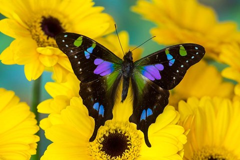 Framed Purple Spotted Swallowtail Butterfly Print