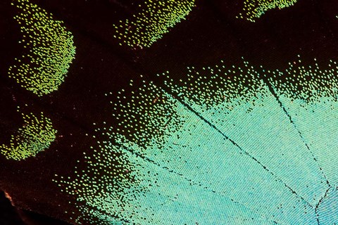 Framed Wing Pattern Of Tropical Butterfly 4 Print