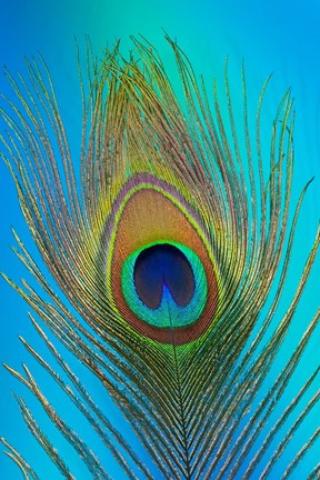 Framed Male Peacock Display Tail Feathers 1 Print