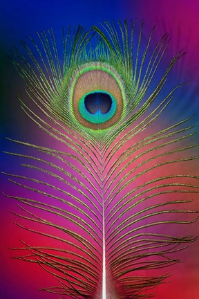 Framed Male Peacock Display Tail Feathers 2 Print