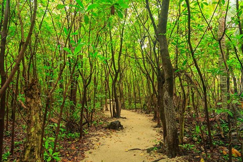 Framed Protected Bird Rookery, Half-Moon Caye, Lighthouse Reef Atoll, Belize Print