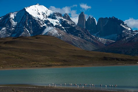 Framed Chilean Flamingo On Blue Lake, Torres Del Paine NP, Patagonia Print